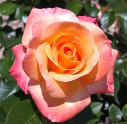 Rose 'Rochemenier Village'